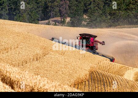 CaseIH combine harvesting wheat on the hillsof the Palouse region in Eastern Washington Stock Photo