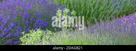 Lavender field in Provence, beautiful light in background Stock Photo
