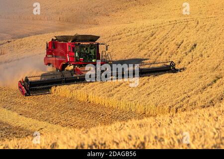 CaseIH combine harvesting wheat on the hillsof the Palouse region in Eastern Washington Stock Photo