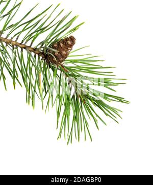 Pine tree branch isolated on white background. Pine branch with cones. Stock Photo