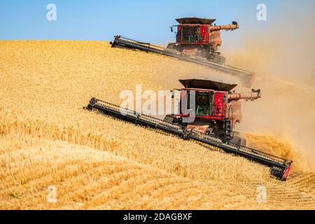 Multiple self leveling combines harvesting wheat in the hills of the Palouse region of Eastern Washington Stock Photo