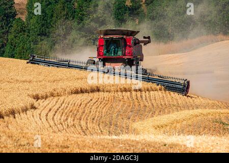 CaseIH self leveling combine harvesting wheat on the hills of the Palouse region of Eastern Washington Stock Photo