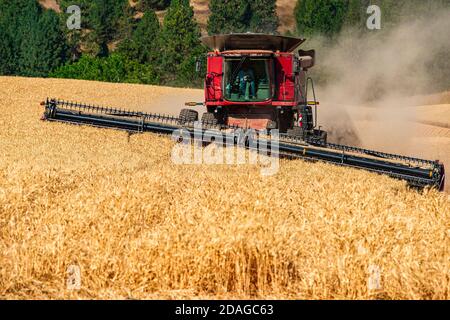 CaseIH self leveling combine harvesting wheat on the hills of the Palouse region of Eastern Washington Stock Photo