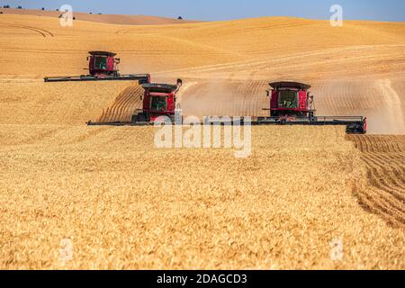 Multiple self leveling combines harvesting wheat in the hills of the Palouse region of Eastern Washington Stock Photo