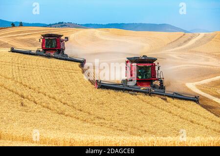 Multiple self leveling combines harvesting wheat in the hills of the Palouse region of Eastern Washington Stock Photo