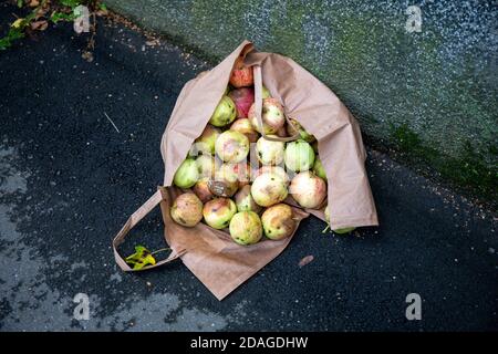 Rotten apples in a paper bag left on pavement Stock Photo