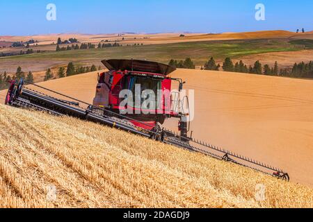 CaseIH self leveling combine harvesting wheat on the hills of the Palouse region of Eastern Washington Stock Photo