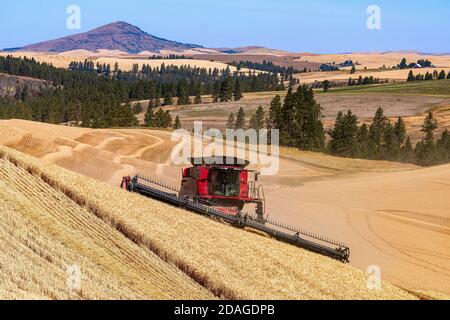 CaseIH combine harvesting wheat on the hills of the Palouse Region of Eastern Washington with Steptoe Butte in the background Stock Photo