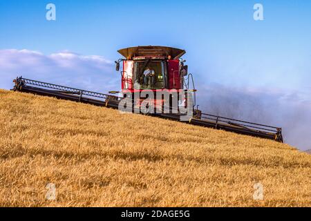 CaseIH self leveling combine harvesting wheat on the hills of the Palouse region of Eastern Washington Stock Photo