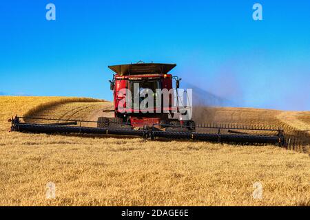 CaseIH self leveling combine harvesting wheat on the hills of the Palouse region of Eastern Washington Stock Photo