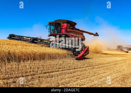 CaseIH self leveling combine harvesting wheat on the hills of the Palouse region of Eastern Washington Stock Photo