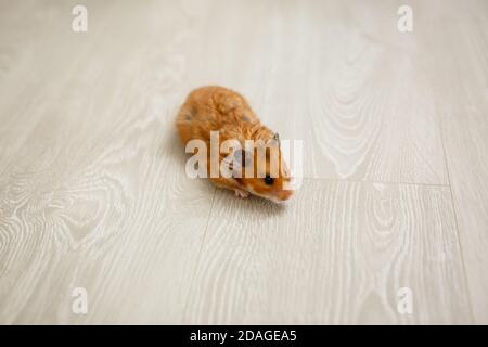 red haired hamster on the floor of a house Stock Photo