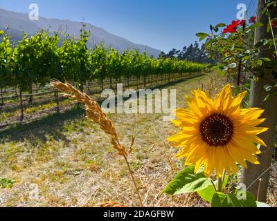 BERNARDUS VINEYARDS with sunflower in the vineyard of Bernardus Winery, Carmel Valley, Monterey Co., California.USA Stock Photo