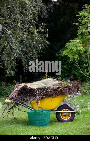 wheelbarrow,clear,clearing,tidy,tidying,weed,weeds,weeding,full,filled,gardening,jobs,chores,tasks,wheelbarrows,garden,gardens,help,assist,carry,move, Stock Photo