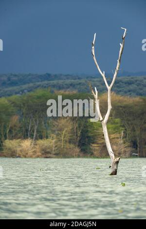 Partially submerged dead tree due to rising water levels, lake Naivasha, Kenya, East Africa Stock Photo