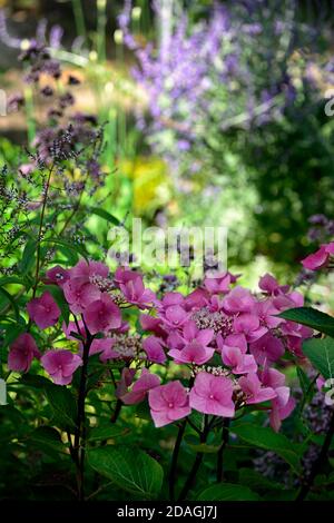 Hydrangea macrophylla Zorro,pink flowers,flower,flowering,garden,gardens,alkaline soil,RM Floral Stock Photo