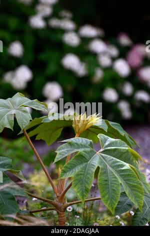 Tetrapanax rex,green foliage,leaves,plant portraits,evergreen shrubs,architectural plants,planting, RM Floral Stock Photo