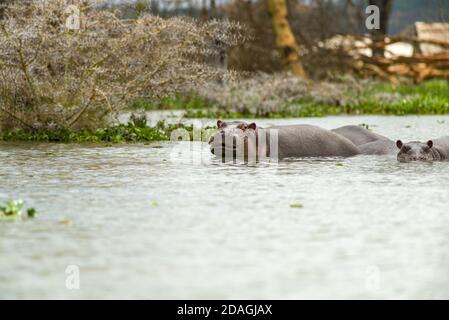 Hippopotamus (Hippopotamus amphibius) partially submerged in water, Lake Naivasha, Kenya Stock Photo