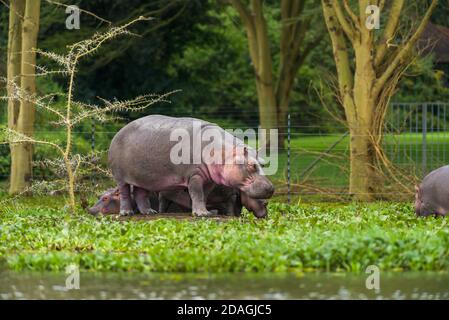 Hippopotamus (Hippopotamus amphibius) mother and calf standing on shore, Lake Naivasha, Kenya Stock Photo