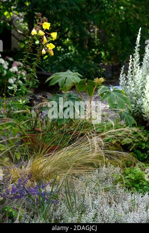 Tetrapanax rex,green foliage,leaves,plant portraits,evergreen shrubs,architectural plants,planting,aeonium schwarzkopf, Purple leaves,containers,conta Stock Photo