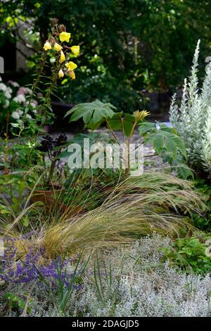 Tetrapanax rex,green foliage,leaves,plant portraits,evergreen shrubs,architectural plants,planting,aeonium schwarzkopf, Purple leaves,containers,conta Stock Photo