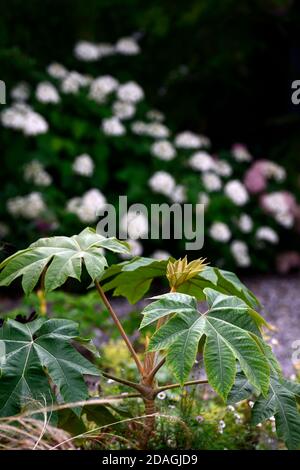 Tetrapanax rex,green foliage,leaves,plant portraits,evergreen shrubs,architectural plants,planting, RM Floral Stock Photo