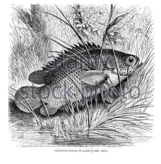 Climbing Perch on land, vintage illustration from 1896 Stock Photo