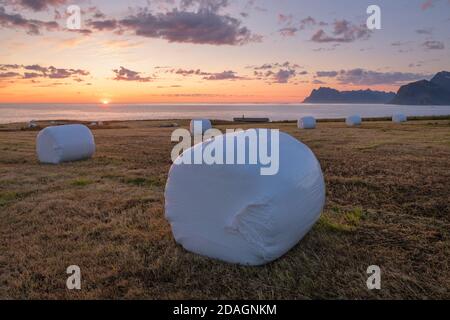 Wrapped hay bales sit in coastal field under July midnight sun, Flakstadøy, Lofoten Islands, Norway Stock Photo