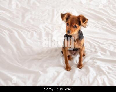 Toy terrier, close up. Russian toy terrier dog on a white background. Copy space. Stock Photo