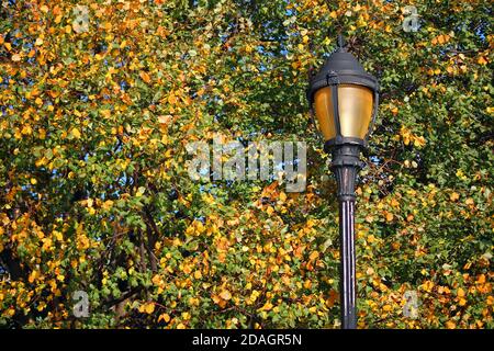The vintage lamp and the autumn colored trees Stock Photo