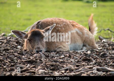 Female fallow deer (Dama dama) lying down in woodchips Stock Photo