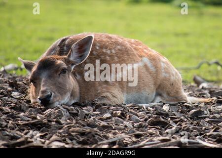 Female fallow deer (Dama dama) lying down in woodchips Stock Photo