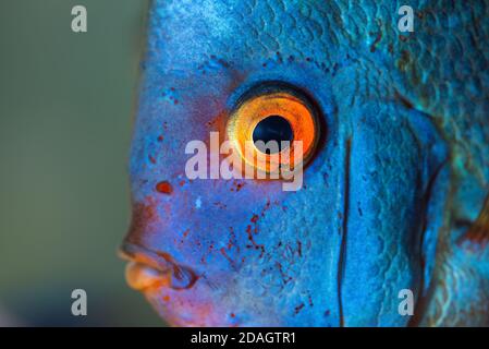 Closup of Blue Diamond Discus fish, detailed mouth and eye view Stock Photo
