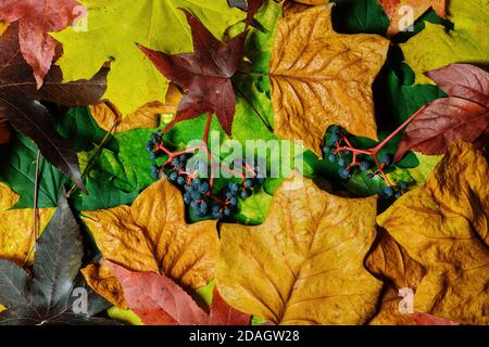 Colorful autumn layout. Creative autumn leaves autumn background Stock Photo