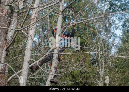 With ropes to hold him in place, a tree climber braces his legs on two trunks and uses a chainsaw to cut limbs above him from a sprawling maple tree.