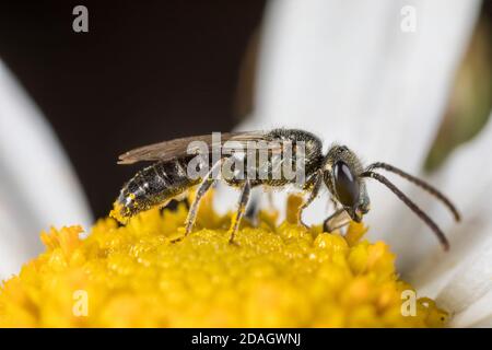 Common Green Furrow-Bee (Lasioglossum morio), Maennchen, Germany Stock Photo