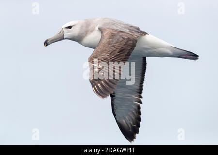 Shy Albatross, Shy mollymawk (Thalassarche cauta,  Diomedea cauta), side view of a juvenile in flight, South Africa, Western Cape Stock Photo