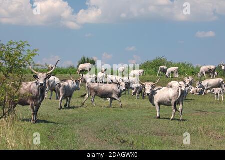 Hungarian Steppe Cattle, Hungarian Grey Cattle, Hungarian Podolian Steppe Cattle (Bos primigenius f. taurus), herd in puszta, Hungary, Hajdu-Bihar,