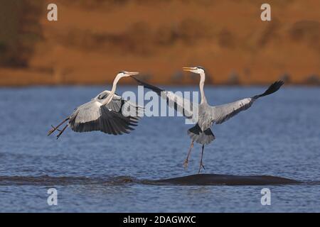 grey heron (Ardea cinerea), two fighting grey herons, one of them takes off a hippo, Lowveld, Krueger National Park, Sunset Dam Stock Photo