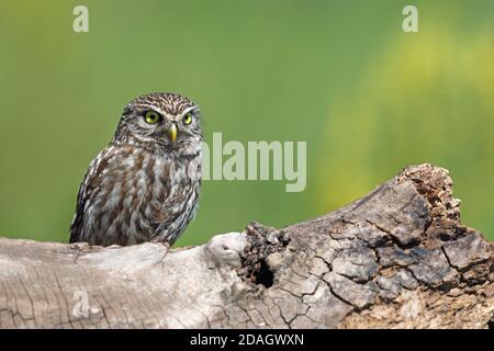 little owl (Athene noctua), perched on a dead tree, Hungary, Tiszaalpar