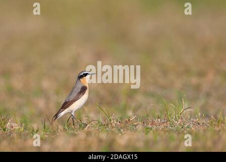 northern wheatear (Oenanthe oenanthe), adult male in dunes, standing on dune, Netherlands, South Holland Stock Photo