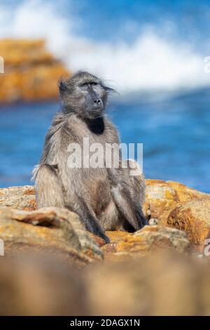 Chacma baboon, anubius baboon, olive baboon (Papio ursinus, Papio cynocephalus ursinus), adult sitting on some rocks, South Africa, Western Cape Stock Photo