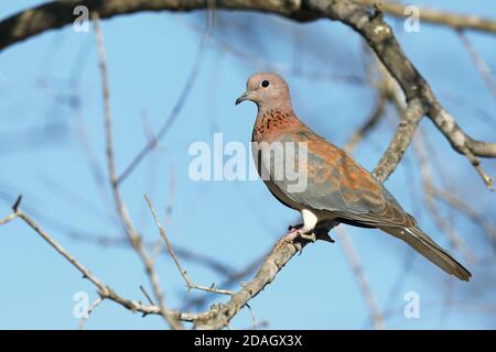 laughing dove (Streptopelia senegalensis, Spilopelia senegalensis), perched n a tree, South Africa, Lowveld, Krueger National Park Stock Photo