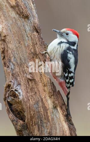 middle spotted woodpecker (Picoides medius, Dendrocopos medius, Leiopicus medius, Dendrocoptes medius), side view of an adult male perched on an old Stock Photo