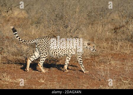 cheetah (Acinonyx jubatus), walks in savanna, South Africa, KwaZulu-Natal, Zimanga Game Reserve Stock Photo