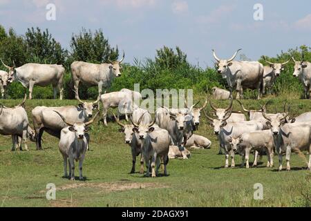 Hungarian Steppe Cattle, Hungarian Grey Cattle, Hungarian Podolian Steppe Cattle (Bos primigenius f. taurus), herd in puszta, Hungary, Hajdu-Bihar,