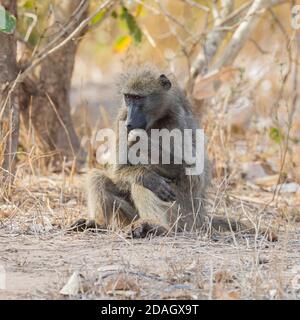 Chacma baboon, anubis baboon, olive baboon (Papio ursinus, Papio cynocephalus ursinus), sitting on the ground, South Africa, Mpumalanga Stock Photo