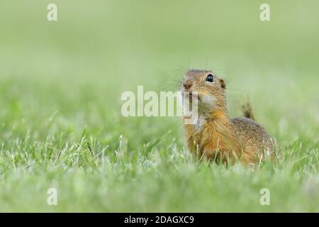 European ground squirrel, European suslik, European souslik (Citellus citellus, Spermophilus citellus), sits in a meadow, Austria, Burgenland Stock Photo