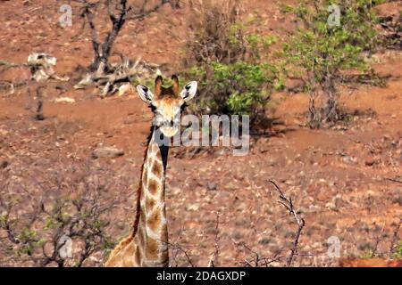 A South African desert Giraffe (Giraffa giraffa giraffa) in the rocky desert of Torra Conservancy, Damaraland in Namibia Stock Photo