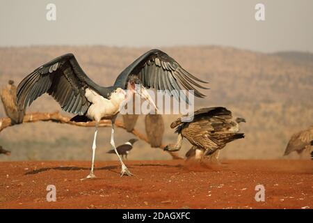 marabou stork (Leptoptilos crumeniferus), young bird walks flapping wings at the feeding place, vultures in the background, South Africa, Stock Photo